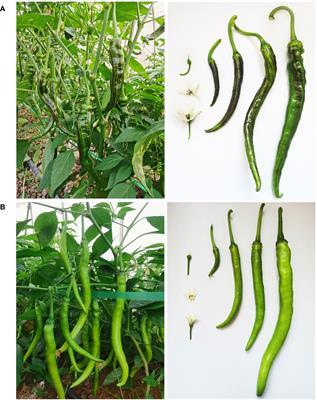 Identification of CaPs locus involving in purple stripe formation on unripe fruit, reveals allelic variation and alternative splicing of R2R3-MYB transcription factor in pepper (Capsicum annuum L.)